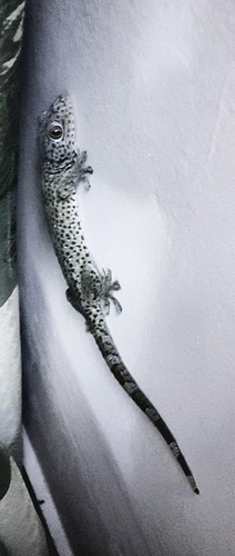 Tokay Gecko