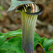Arisaema serratum - Photo (c) James Gaither,  זכויות יוצרים חלקיות (CC BY-NC-ND)