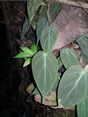Philodendron hederaceum hederaceum