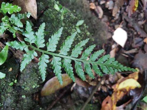 Asplenium × shikokianum iNat (1)