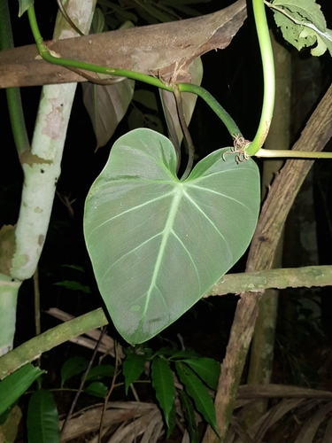 Philodendron hederaceum var. hederaceum image