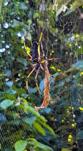 Black Golden Orbweaver