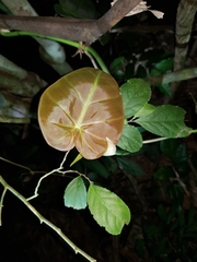 Philodendron hederaceum hederaceum