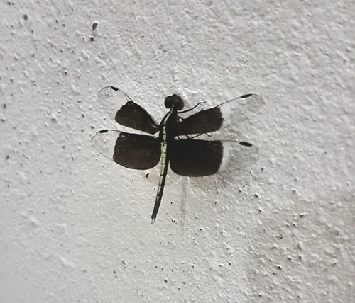 Pied Paddy Skimmer