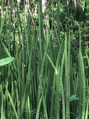 Sansevieria cylindrica