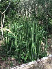 Sansevieria cylindrica