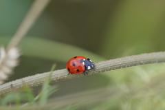 Coccinella septempunctata