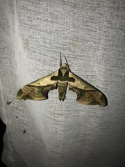 Adhemarius dariensis