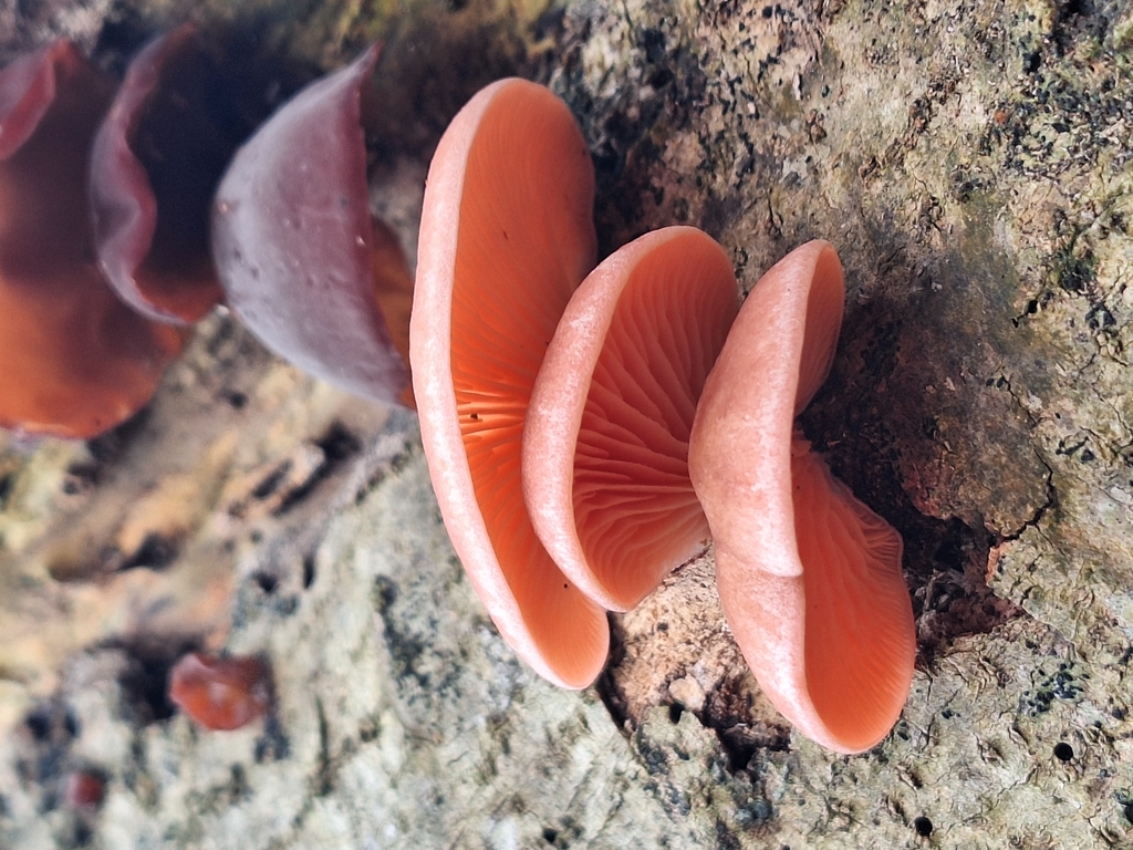 Pleurotus djamor · September 2025 · photo: © rocio_pose (iNaturalist, cc-by)