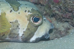 Diodon liturosus