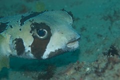 Diodon liturosus