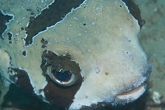Diodon liturosus