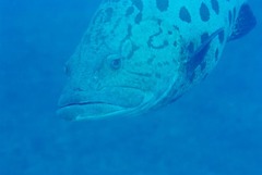 Epinephelus tukula