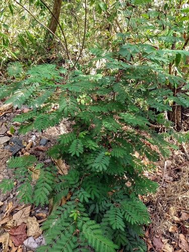 Bull horn acacia (Vachellia collinsii)