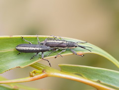 Rhinotia brunnea