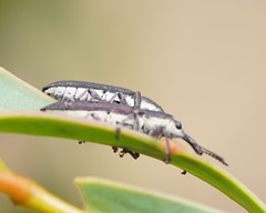 Rhinotia brunnea