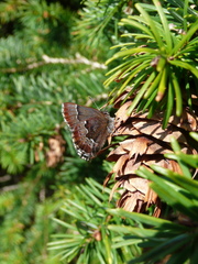 Callophrys mossii