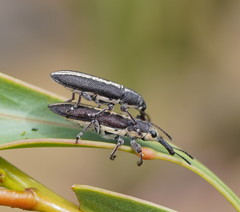 Rhinotia brunnea