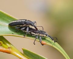 Rhinotia brunnea