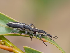 Rhinotia brunnea