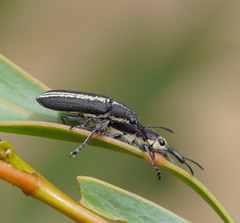 Rhinotia brunnea