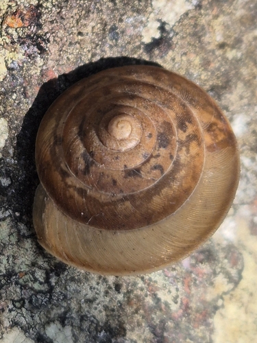 Trochonanina observed 2025-09-05