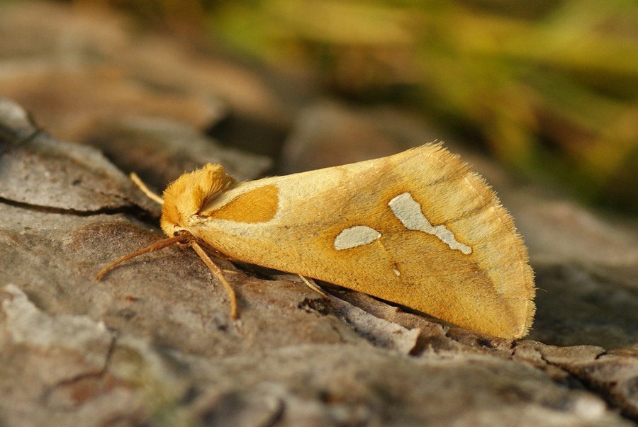 Axia napoleona