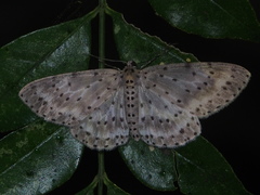 Percnia fumidaria