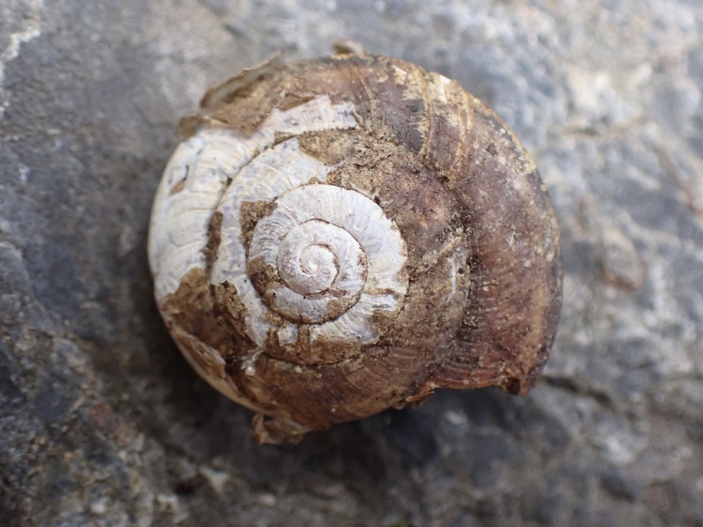 Trinity Bristle Snail