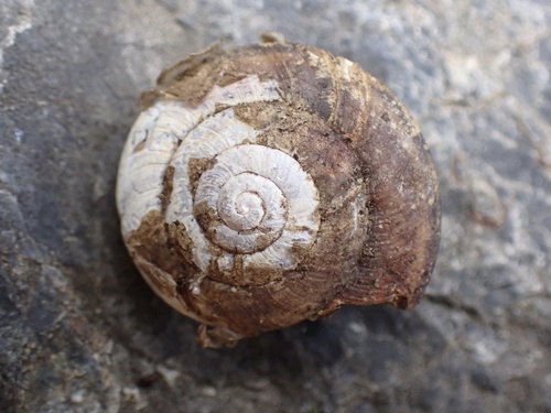 Trinity Bristle Snail
