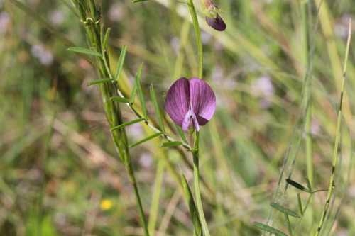 Slender-leaved Vetch (Vicia peregrina)