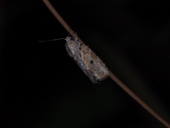 Etanna breviuscula