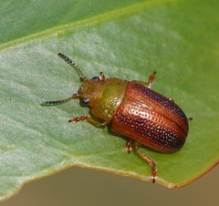 Calomela satelles