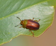 Calomela satelles