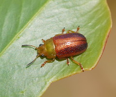 Calomela satelles
