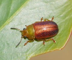 Calomela satelles