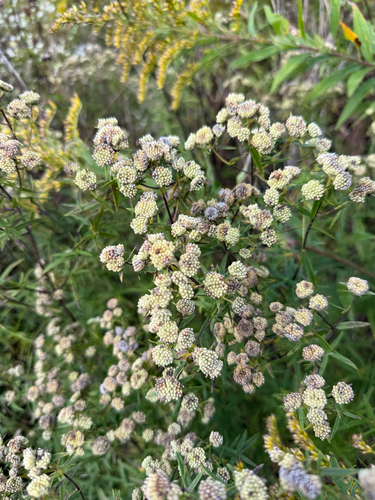 Pycnanthemum virginianum