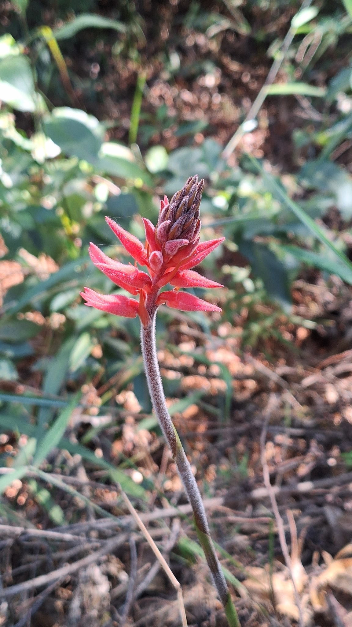 Sacoila lanceolata