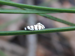 Philobota impletella