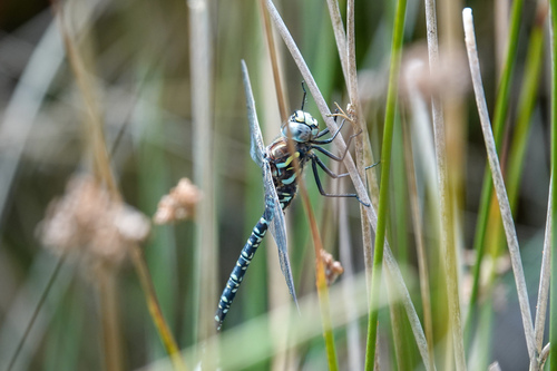 Subarctic Darner, Netherlands, photo 10 of 10