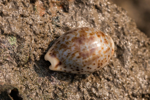 Cypraea lentiginosa observed 2019-01-20