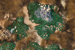 Zoanthus sansibaricus image