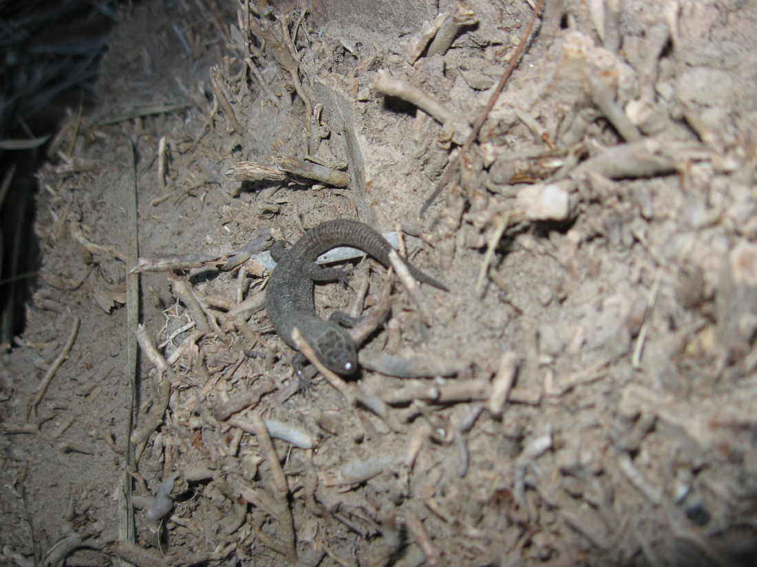 Sherbrooke's Night Lizard photo 5