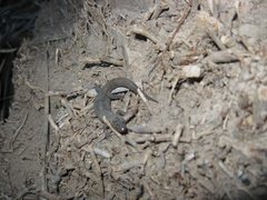 Sherbrooke's Night Lizard photo 3