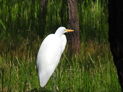 Ardea alba