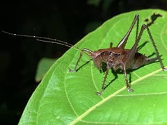Ecuaneduba aequatorialis