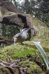 Ptiloris paradiseus