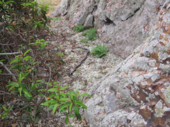 Lampropeltis multifasciata