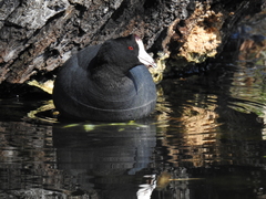 Fulica americana