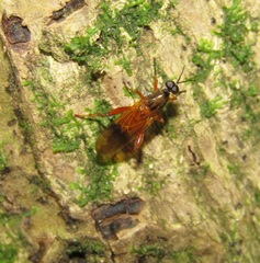 Benhamyia apicalis